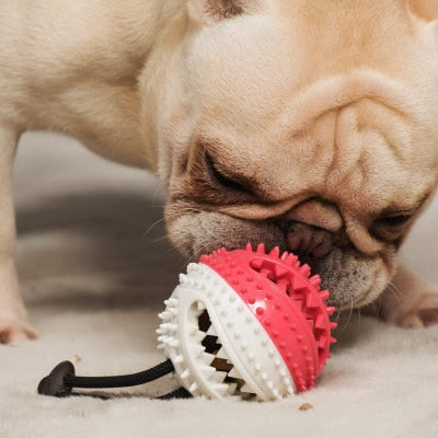 Pet Molar Bite Toy - just4ourpets