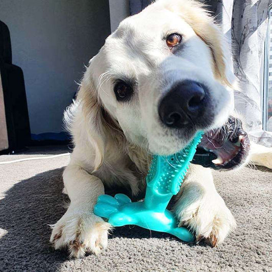 Dog Toothbrush Toys - just4ourpets